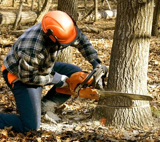 Tree Removal in Camp Crook, SD